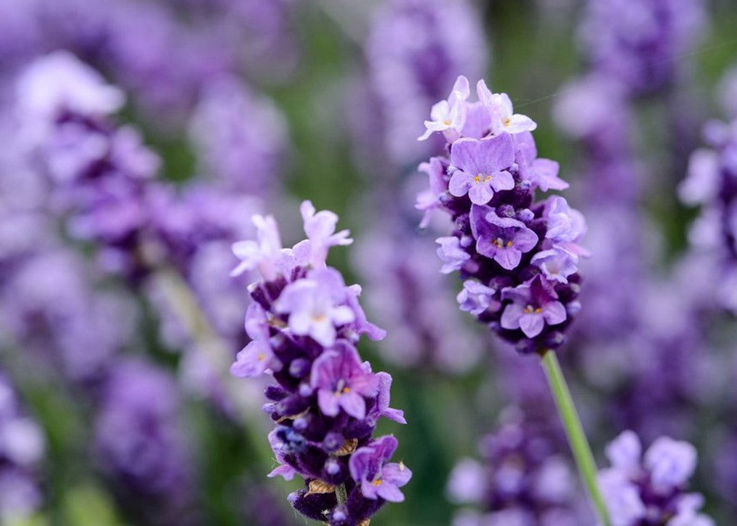 Lavender Lux Scented Candles