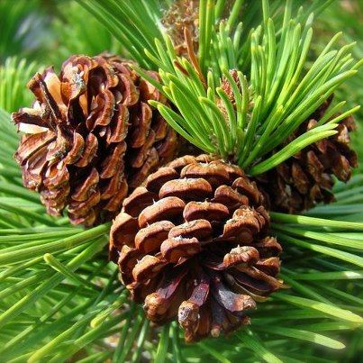 Mountain Pine Scented Candles